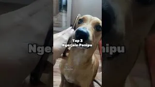 Thumbnail: Top 3 Ngerjain Penipu #meme #memes #memeindonesia #shorts