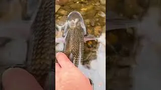 Thumbnail: Personal Best Fallfish out of Swatara Creek