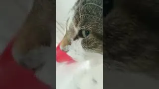 Thumbnail: Water Cat