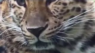 Thumbnail: Endangered leopard escapes enclosure at South Carolina zoo