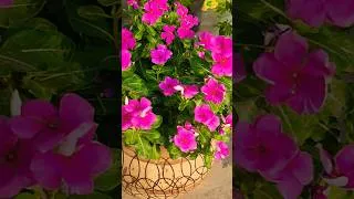 Thumbnail: vinca beautiful summer flowers #gardening #flowers