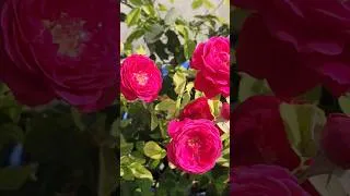 Thumbnail: free fertilizer for rose plant #gardening