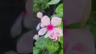 Thumbnail: vinca flowers #gardening