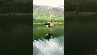 Thumbnail: Eagle Steals Fish from Fisherman 😳 #shorts