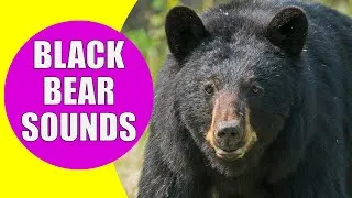 Thumbnail: BLACK BEAR SOUNDS | Learn Animals with Kiddopedia #Shorts