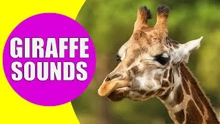 Thumbnail: GIRAFFE SOUNDS | Learn Animals with Kiddopedia #Shorts