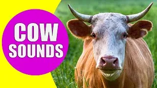 Thumbnail: COW SOUNDS | Learn Animals with Kiddopedia #Shorts
