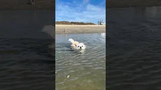 Thumbnail: Little dogs frolic at the beach