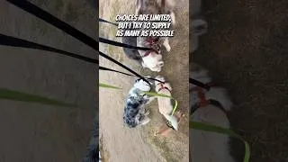 Thumbnail: Walking 5 dogs at the same time