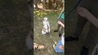 Thumbnail: My dogs got to spend time with a really cool kid
