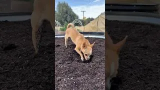 Thumbnail: Epic helping with gardening