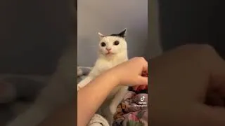 Thumbnail: "Stop! what you're doing is wrong! why is it you do this!?"