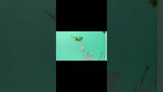 Thumbnail: Funny! Funny! house lizards