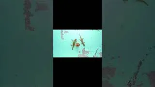 Thumbnail: Mischievous house lizards
