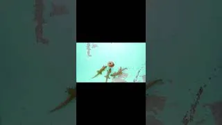 Thumbnail: When I see my boyfriend with his mistress  #funny #cat