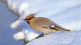 Thumbnail: FEEDING GRUMPY THE WAXWING