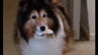 Thumbnail: GIVES THE SHELTIE YOUR CHEESE!!