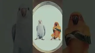 Thumbnail: Jerry Meets the Coolest Birds 😂🐦