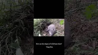 Thumbnail: Wild boar mother gives birth, Vàng Hoa