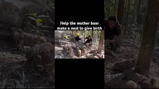 Thumbnail: Help The Mother Boar Make A Nest To Give Birth