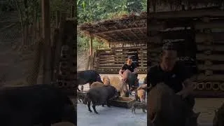 Thumbnail: Harvest agricultural products to the market to sell, #shorts