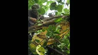 Thumbnail: A man who risked his life to get honey #honey  #man　#Vietnam