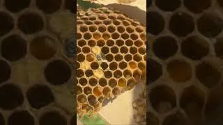 Thumbnail: #beeroll #KirBeesFarms #kirball #beeroll #broll 6-30-25