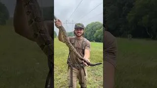 Thumbnail: Would you catch a rattlesnake?