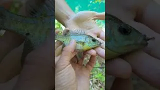 Thumbnail: Does pond dye turn the fish blue? 🐟