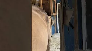 Thumbnail: Hip Work! #horse#horses#equine#horsetherapy#chiropractic#short#shorts#ottb# #equinechiropractic