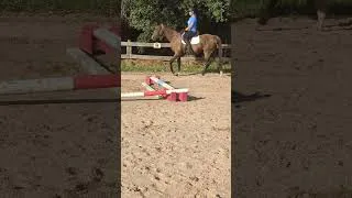 Thumbnail: Left Canter! #horse#horses#rider#lesson#canter#equine#ottb#shorts#short#horserider #goriding#ottb