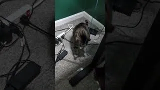 Thumbnail: Instant Entertainment! #cats#cats#catshorts#catlife#catworld#mycat#shorts#short#funny#funnyshorts