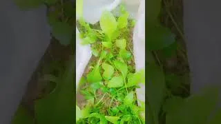 Thumbnail: Spinach growing in the shell
