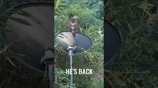 Thumbnail: Julie Gets Up Close With a Hawk in Our Backyard 🦅 | Backyard Wildlife
