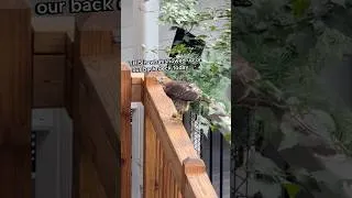 Thumbnail: A Hawk Decided Our Back Deck Was the Perfect Place for Lunch 🦅