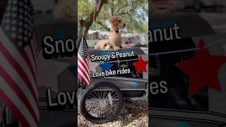 Thumbnail: Snoopy & Peanut | Our Adventure-Loving Rescue Poodles 🐾