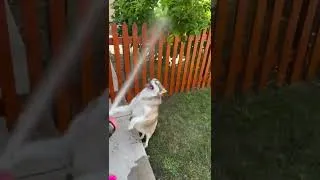 Thumbnail: Klee Kai trying to stay cool in the hot Cali weather 🥵☀️#kleekai #doglife #summerdogs