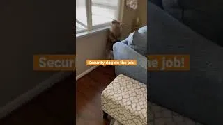 Thumbnail: Klee Klee takes security job seriously 💪🏼🐾stranger beware ! #kleekai #protectivedog #securitydog