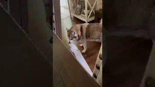 Thumbnail: Klee Kai has a Toilet paper run! 🐾🤣found his new play thing