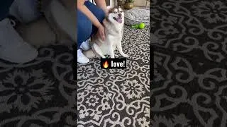Thumbnail: Klee Kai in love with massage 🥰🐾 girl got skills! #kleekai #alaskankleekai #pamperedpets #relax