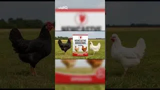 Thumbnail: Boosters & Nipple Drinkers: Smart Poultry Upgrades!