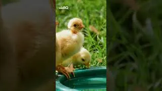 Thumbnail: Chicken Vaccine Schedule: Protect Your Flock Now!