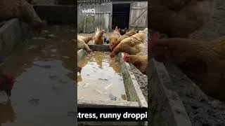 Thumbnail: Key Illness Signs & Profit Timelines for Poultry!