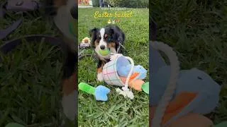 Thumbnail: happy easter from me & rosie🐥💓 #easter #puppy #fyp