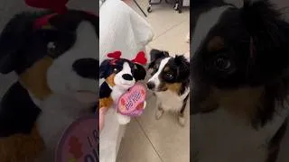 Thumbnail: wishing you a day filled with lots of love 💌🌷🩷 #valentinesday #love #puppy
