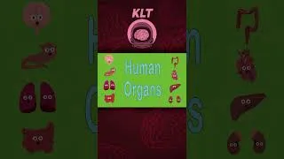 Thumbnail: More About Basic Human Organs! | KLT Anatomy