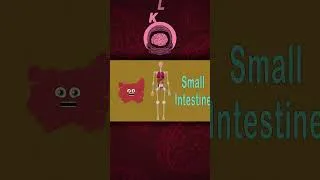 Thumbnail: Functions of Basic Human Organs! | KLT Anatomy