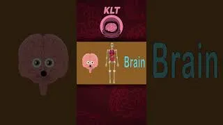 Thumbnail: Basic Human Organ Fun Facts! | KLT Anatomy