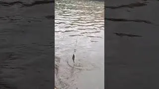 Thumbnail: Fishing Live in Alleppey Backwaters || Alleppey, Kerala ||  A Paradise for Nature Lovers. #travel