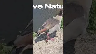 Thumbnail: Egyptian Geese captured having a nose around the back of the office #nature #wildlife